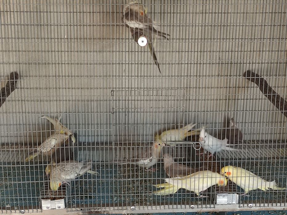 Caturras para cedência