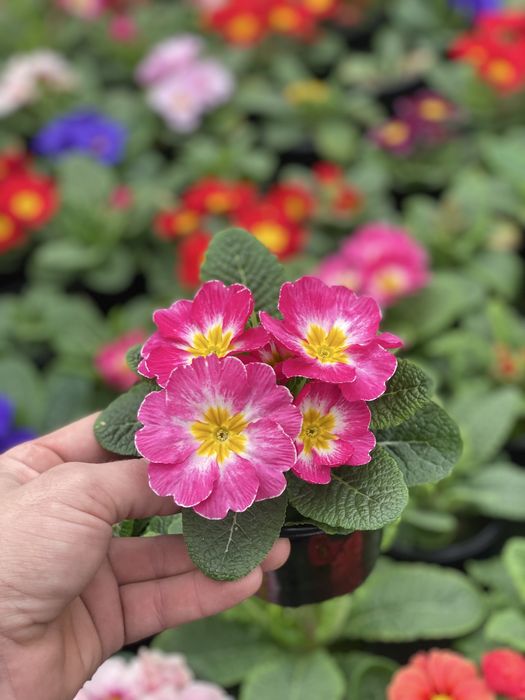 Продам примала оптом