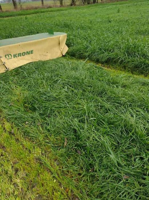 Mieszanka Gorzowska, jara/ozima, wyka, życica, inkarnatka.