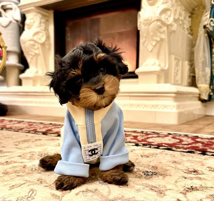 Мальтипу ф1 -дуже гарний малюк