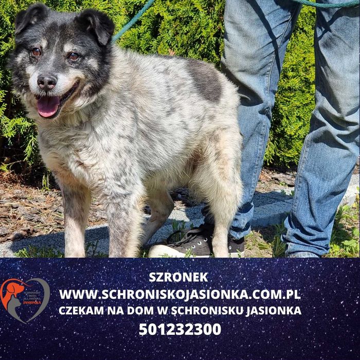 SZRONEK do adopcji – Schronisko Jasionka