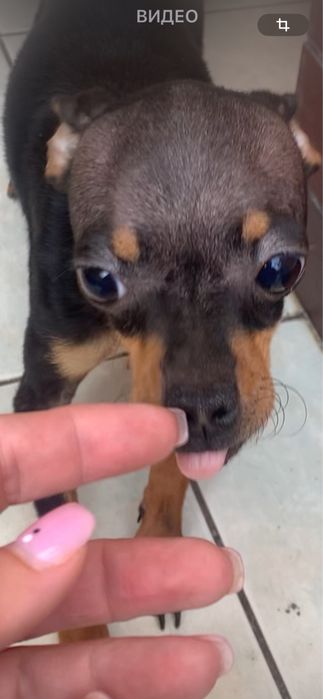 Элегантная Брюнеточка тойя