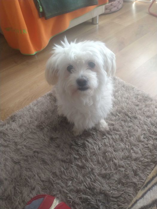 Psy oddam za darmo maltańczyk