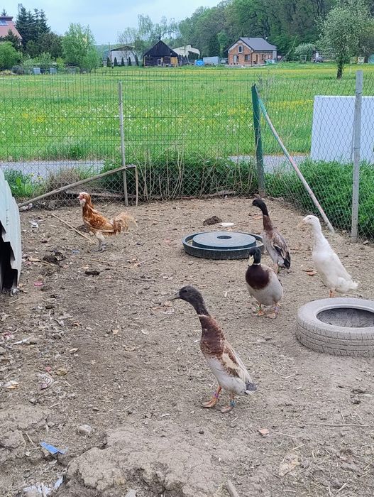 Zamienię na inne ptactwo