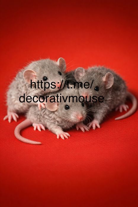 Блакитні кучеряві  Дамбо Рекси крисинята, рідкісні крысы,