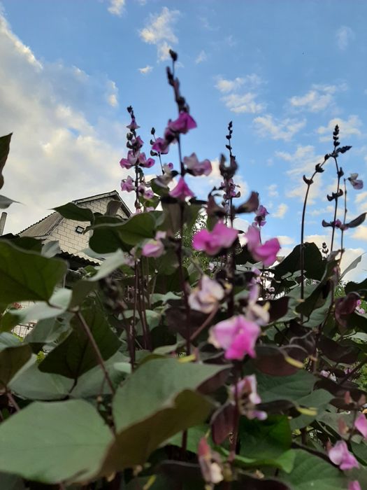 Доліхос(в'юнкий бузок), насіння.