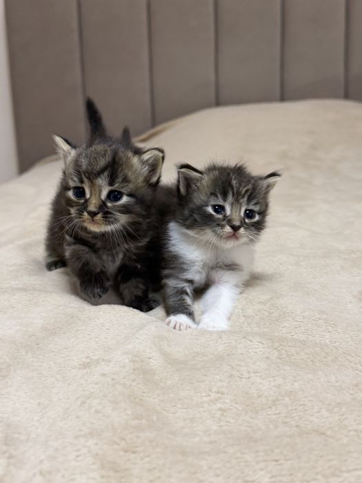 Котики шукають дім
