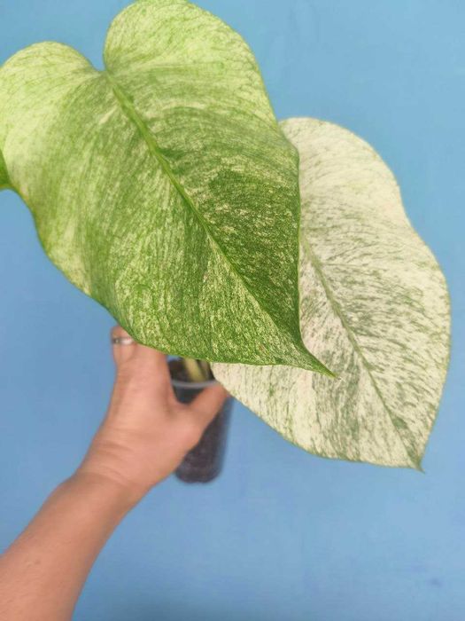 Монстера Фулл Мінт/Monstera Full Mint, ароїдні