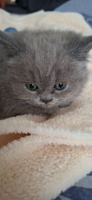 Шотландські плюшеві красуні