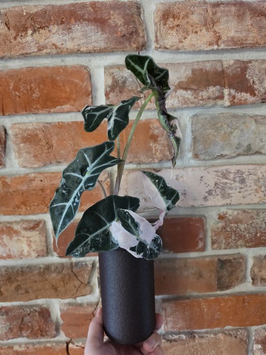 Alocasia Polly Variegated Snow Pink Superb