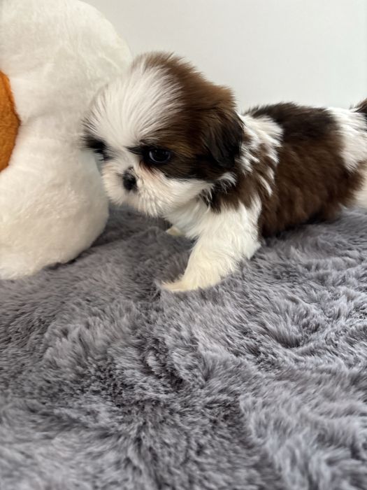 Shih tzu tricolor SWKIPR WKU Polskie Porozumienie Krynologiczne