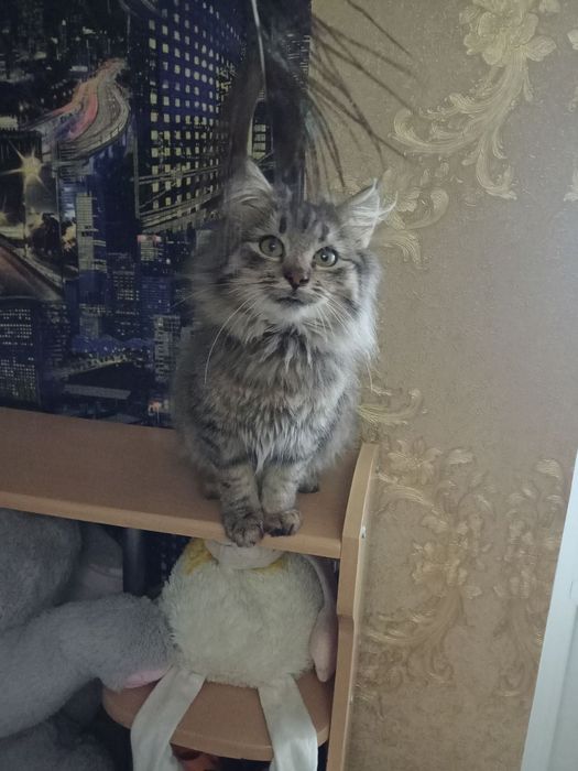 Котик ніжний муркотливий