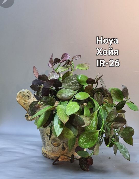 Хойя  Hoya IR-26