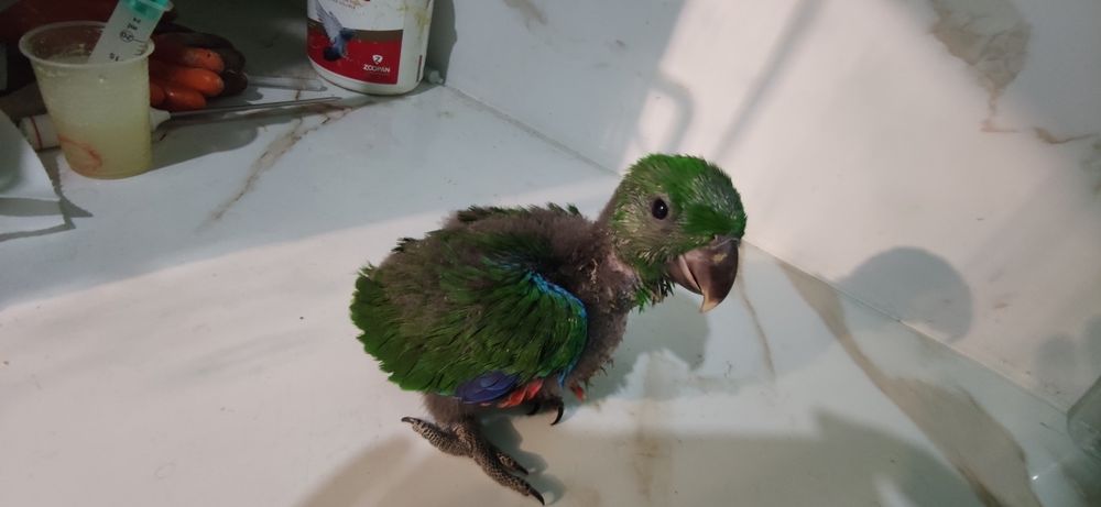 Papagaio ecletus bebé disponível para acabar criar a mão