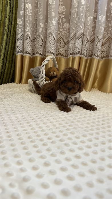 Неймовірні цуценята той пуделя