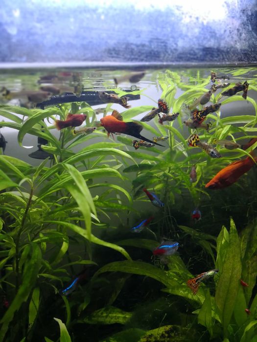 Sprzedam ryby akwariowe