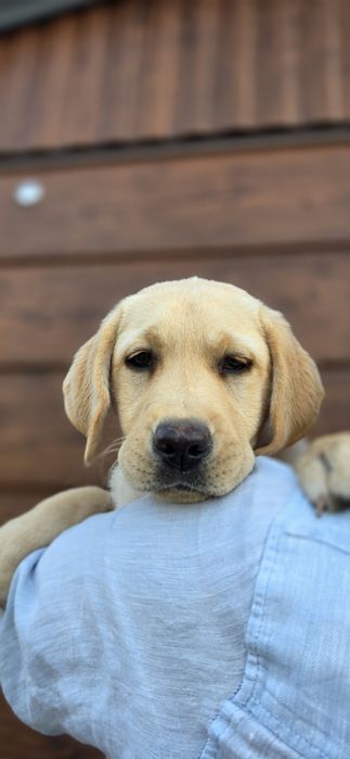 Labrador śliczna sunia gotowa do zmiany domu