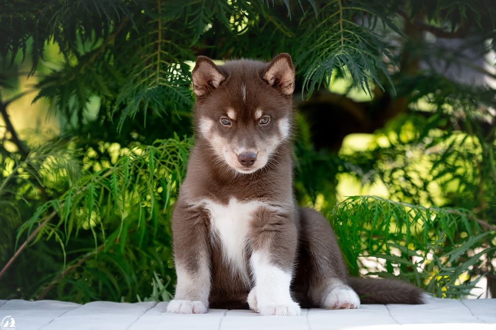 щенки хаски , мальчик