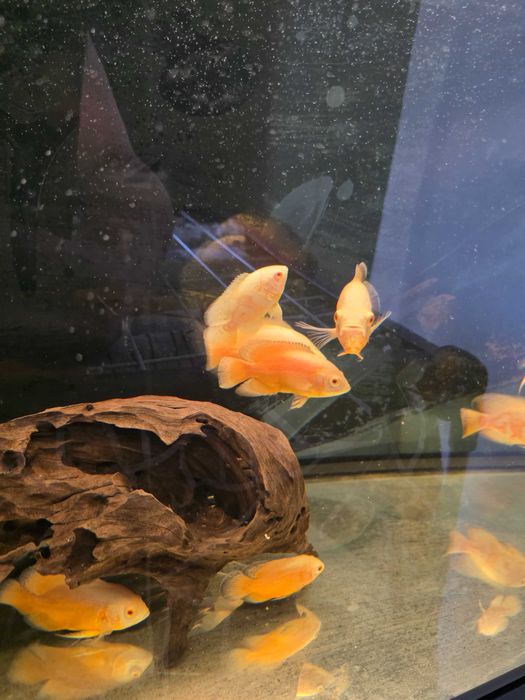 Pielęgnice pawiookie