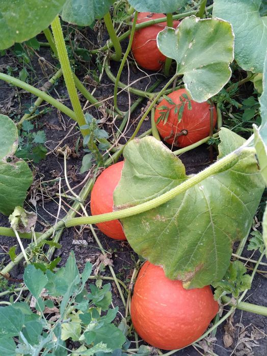 Гарбуз Хокайдо. Продаж