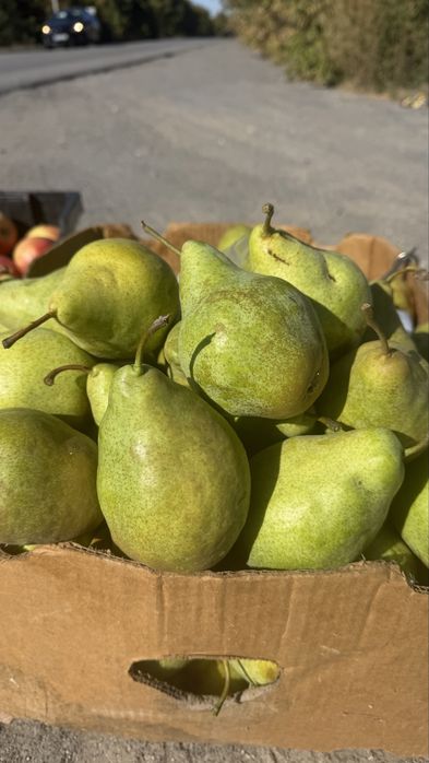Яблука та груші садові