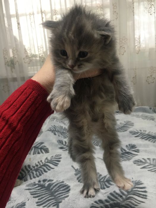 Отдам в добрые руки