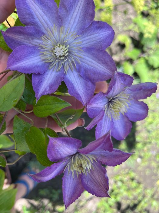 Клематис. Кліматіс.