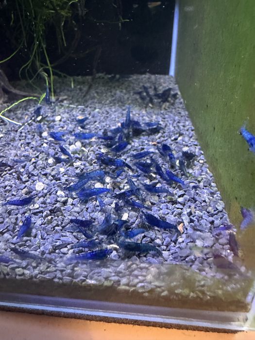 Neocaridinas Blue Dream