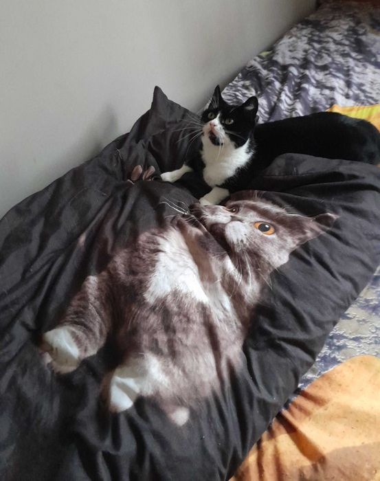 Kotka Angela szuka swojego człowieka