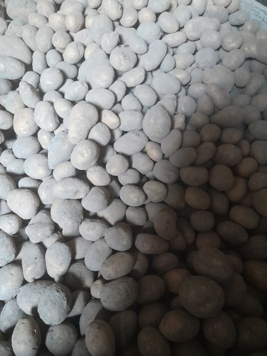 Продам картоплю домашню велику без хімії Бела роса та Тайфун 1 тона