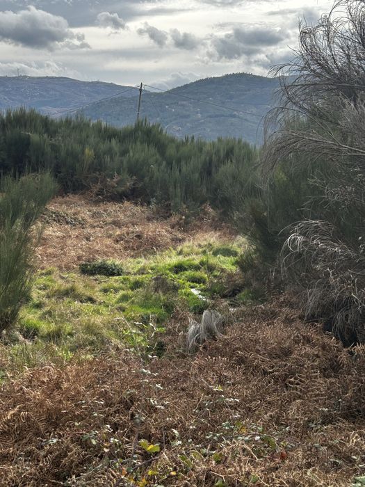 Terreno com Ruina - Serra do Marão