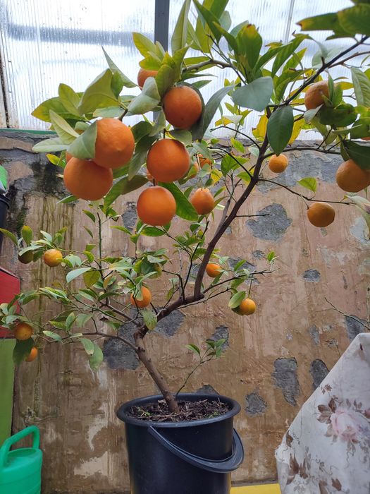 Лимон, дерево лимона