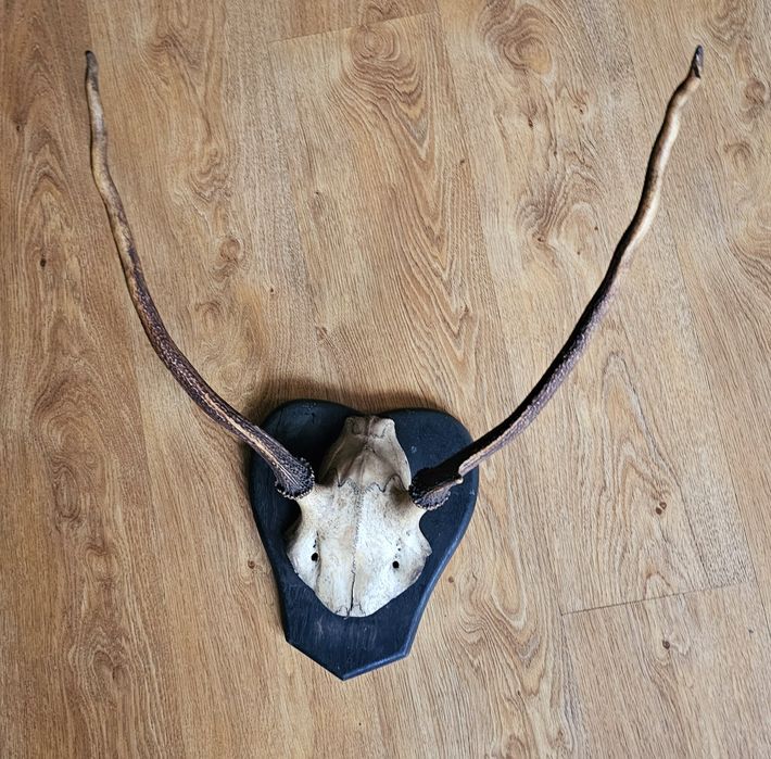 Poroże jelenia. Trofeum
