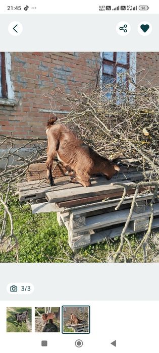 Продам Козлика гарнючий!
