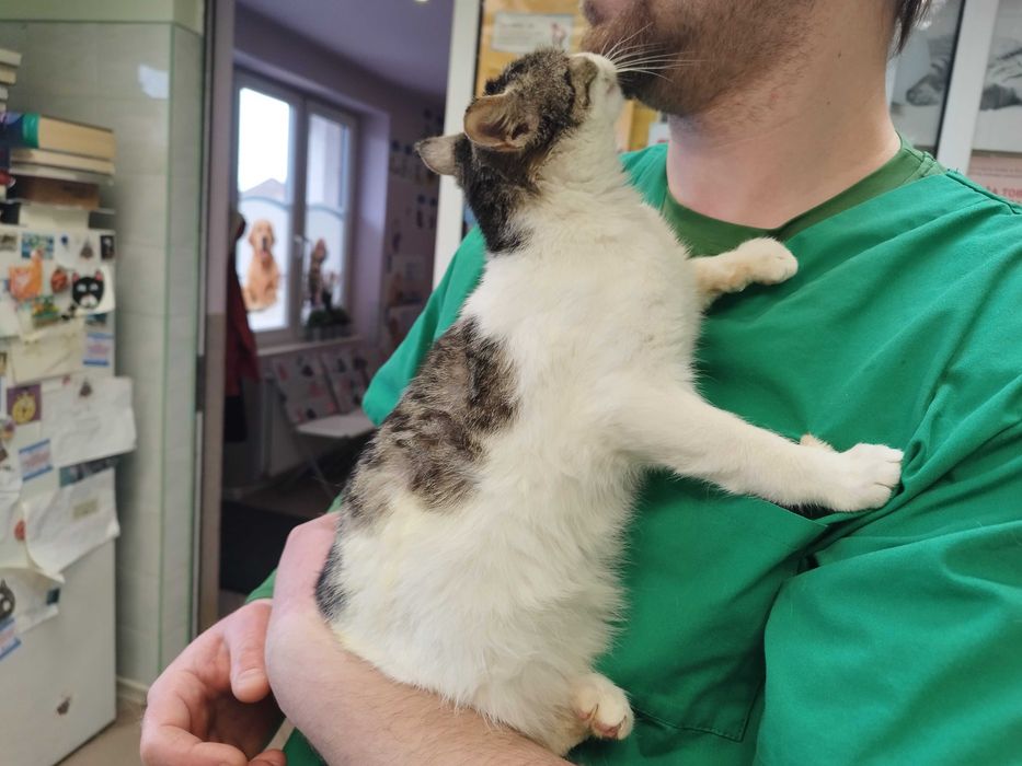 Koteczka poleca się do adopcji