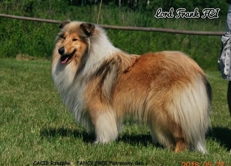 Owczarek szkocki collie ZKwP FCI