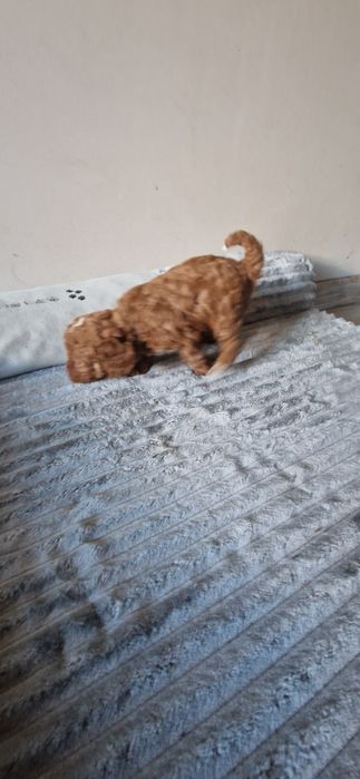 Cavapoo  F1b śliczny chłopiec