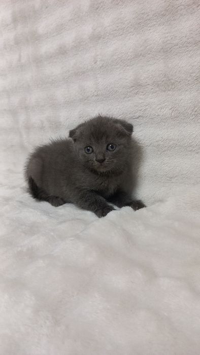 Продаж шотладських висловухих та прямовухих котиків