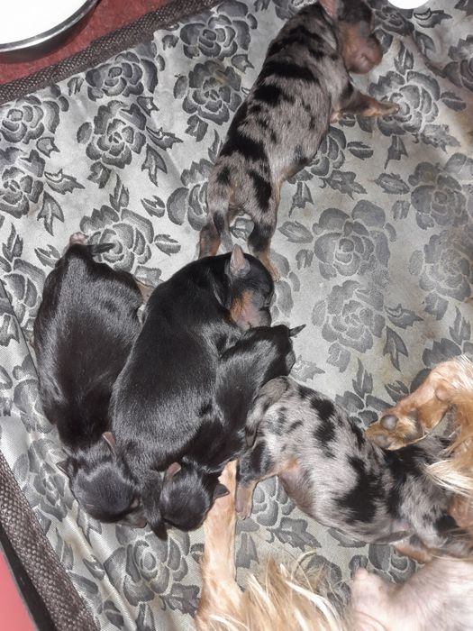 Йорк мрамор.Вязка