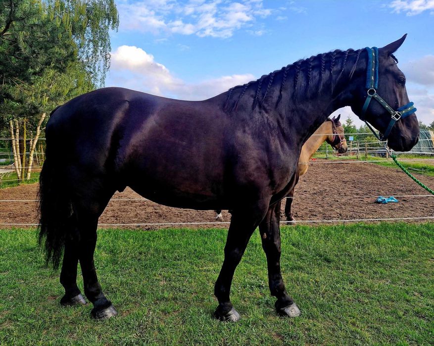 Sprzedam wałacha śląskiego 6 lat!