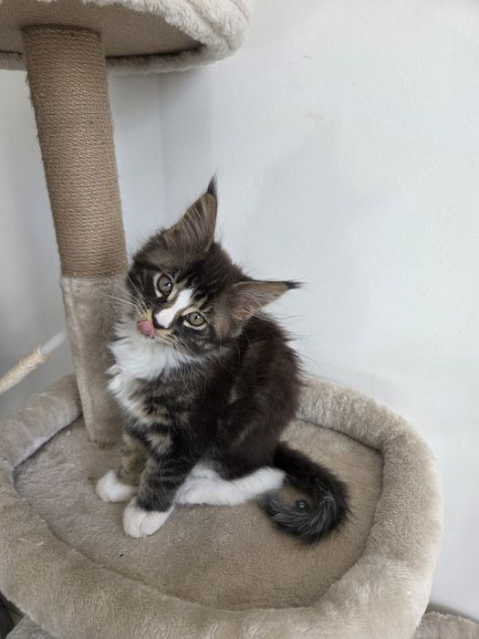 Maine coon. Kocur. Czarny pręgowany z białym