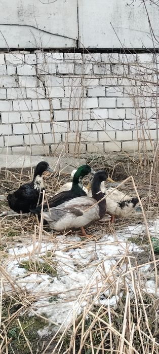 Jaja kacze dworka Pekin ruan