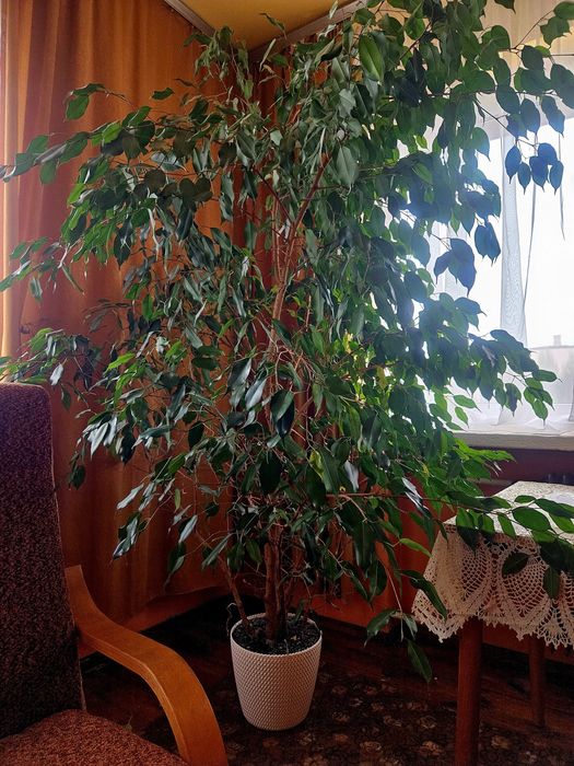 Sprzedam Figowiec benjamina