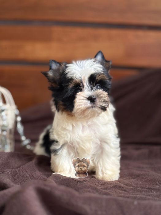 Цуценя Бівер Йорк