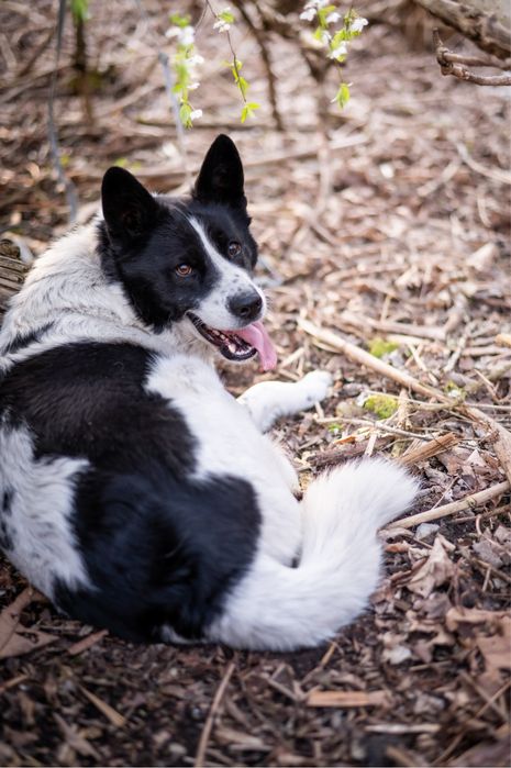 Przepiękny, bardzo inteligentny i łagodny pies jak husky. Czarno biały