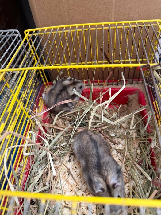 Хомячок (от 1 месяца) очкнь ручные и контактные