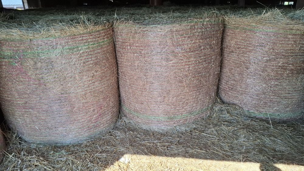 Siano /Sianokiszonka/  kiszonka   bele