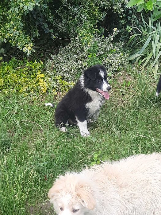 Szczeniaki rozrabiaki Border collie