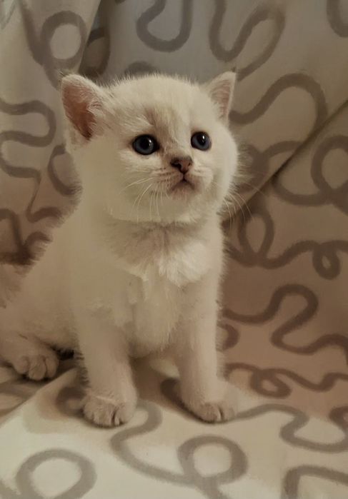 Одесские котята короткошёрстные