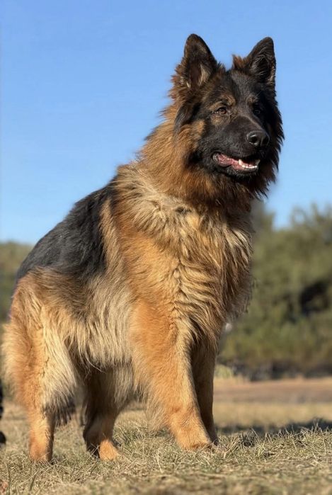 Piękny Draco do adopcji